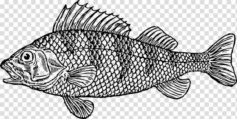 Whitefish Cod , Cat fish transparent background PNG clipart