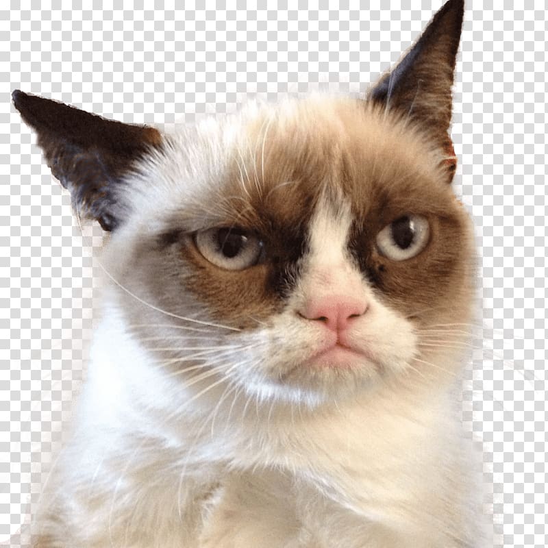 Grumpy Cat transparent background PNG cliparts free download