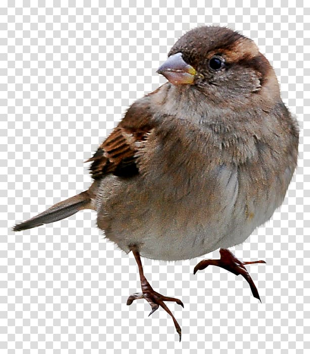Sparrow transparent background PNG clipart