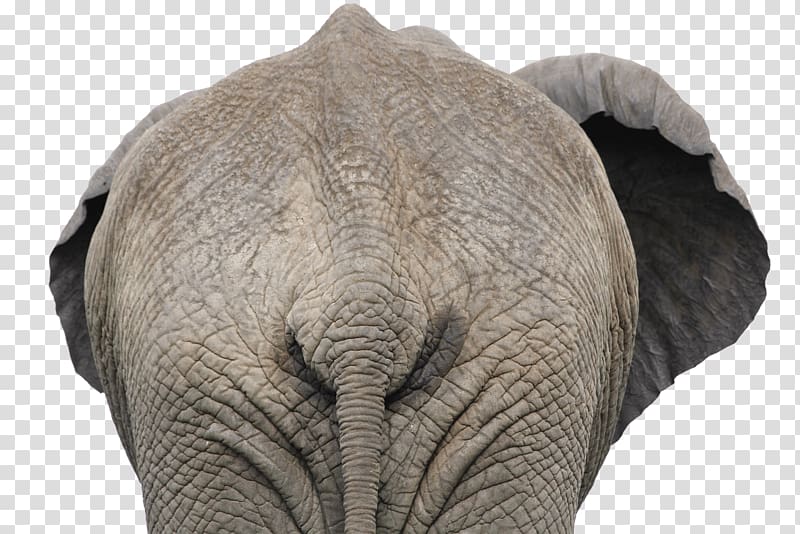 gray elephant illustration, Elephant Back View Close Up transparent background PNG clipart