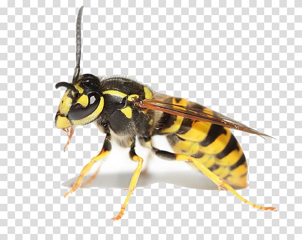 Bee Hornet Insect Wasp Cockroach, wasp transparent background PNG clipart