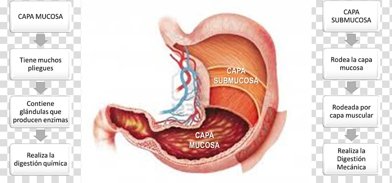 Stomach Gastric acid Digestion Human digestive system, varia transparent background PNG clipart