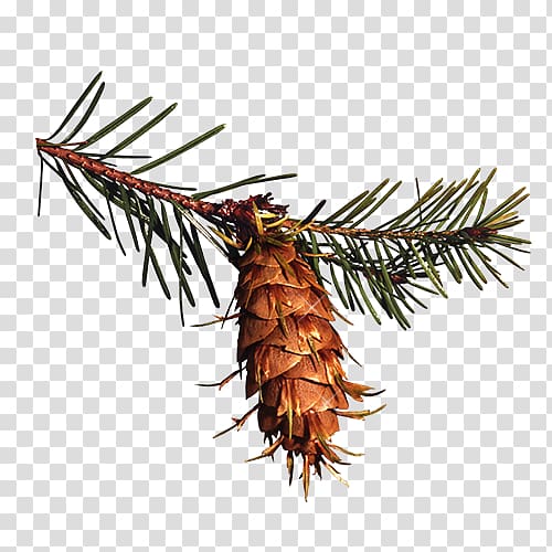 Pine Spruce Conifer cone , Christmas pine cone decoration material transparent background PNG clipart