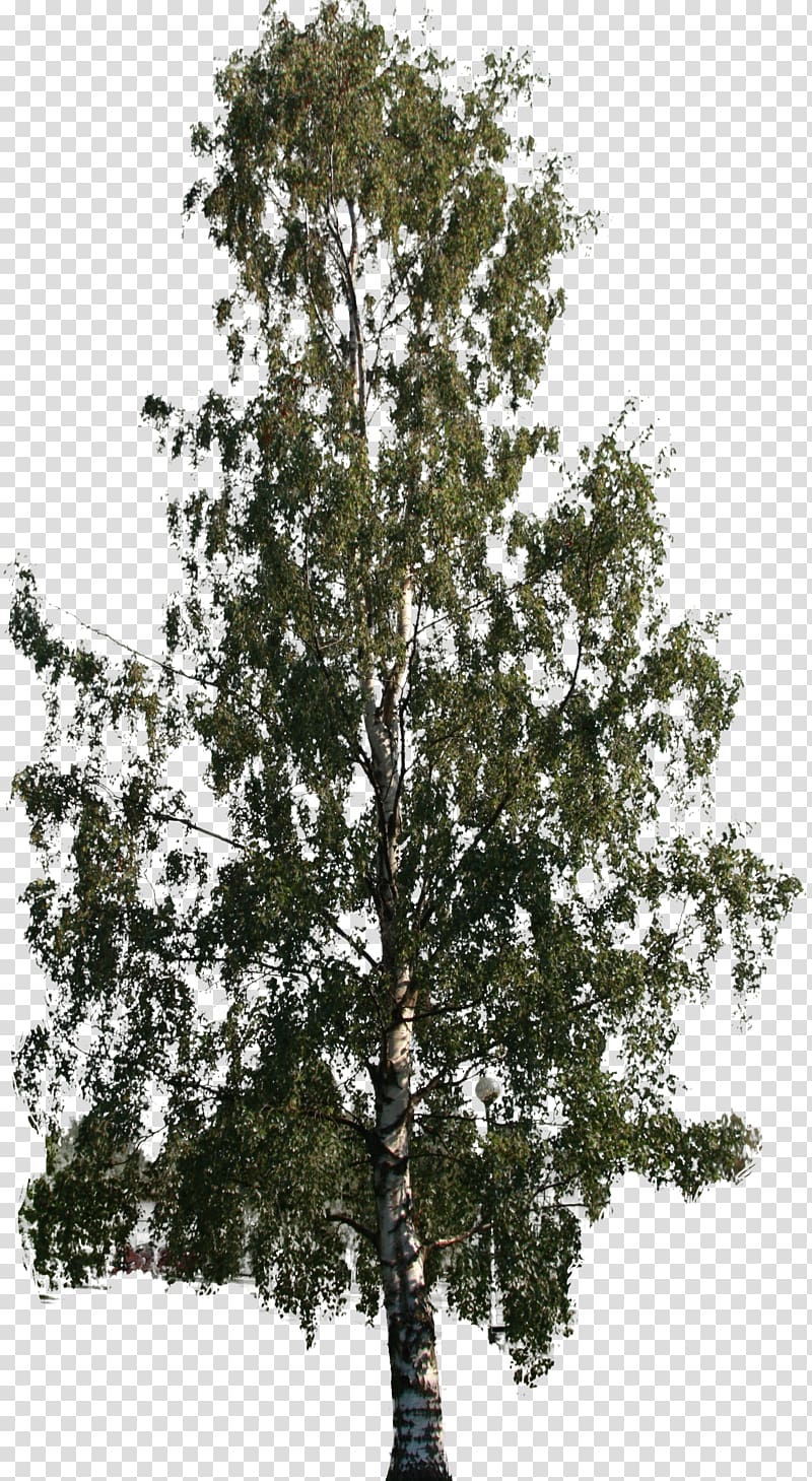 Tree Woody plant Shrub Nallikari, big tree transparent background PNG clipart