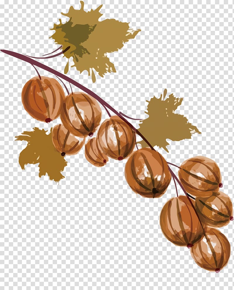 Auglis Watercolor painting Grape, The fruit of autumn transparent background PNG clipart