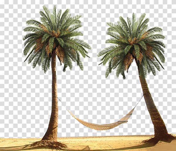 Sweeter Dreams Ramriddlz Melanincholy Habaesha Song, date palm transparent background PNG clipart