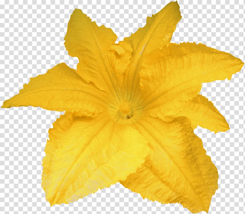 Calabaza Pumpkin Flower Yellow, YELLOW transparent background PNG clipart
