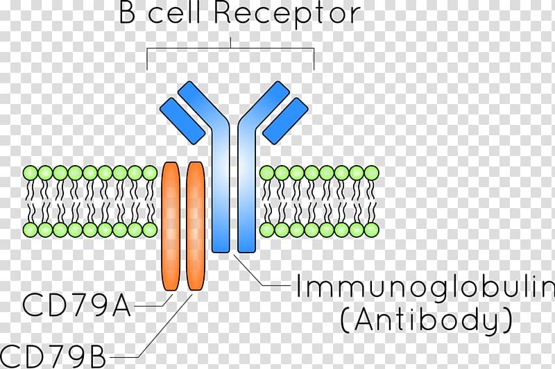 B-cell receptor B cell Antibody Antigen, cell transparent background PNG clipart
