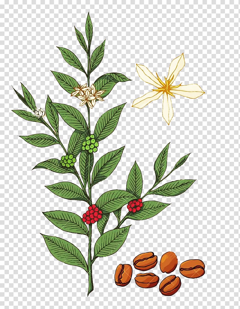 coffee beans, flowers, and leaves illustration, Coffee Coffea Tree Illustration, Coffee leaves and flower material transparent background PNG clipart