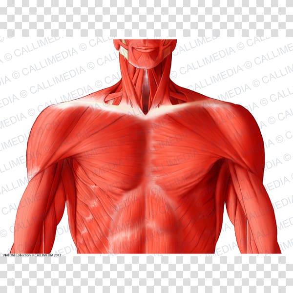 Trapezius Latissimus dorsi muscle Muscular system Anatomy, superficial temporal nerve transparent background PNG clipart