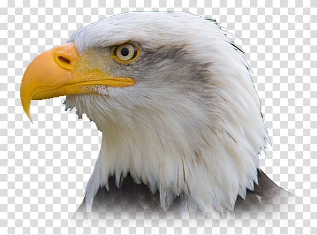 Bald Eagle Bird Philippine Eagle Golden eagle, eagle transparent background PNG clipart