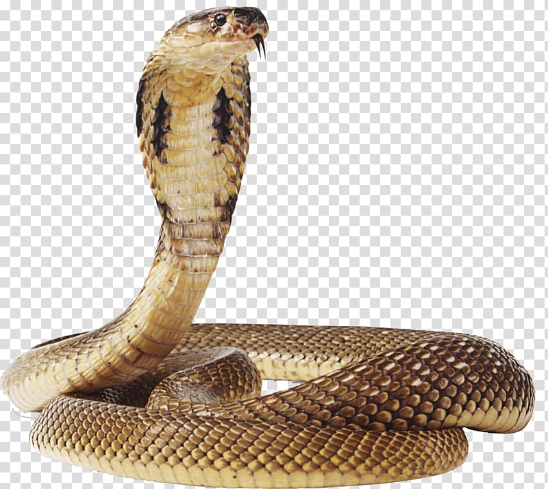 brown cobra, Snake Green anaconda, Snake transparent background PNG clipart