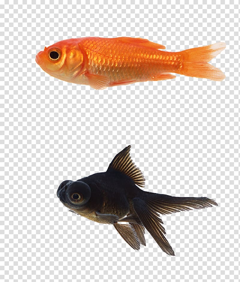 Black Telescope Siamese fighting fish Aquarium, 3d animal cartoon animals,Goldfish blackfish transparent background PNG clipart