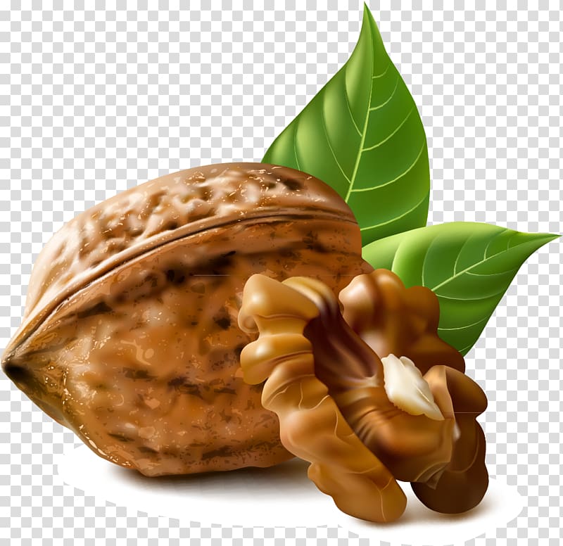 nut illustration, Walnut Illustration, walnut transparent background PNG clipart