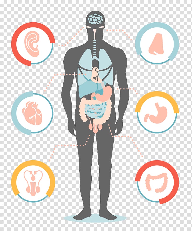 Human body Organ Infographic Anatomy Human microbiota, others transparent background PNG clipart