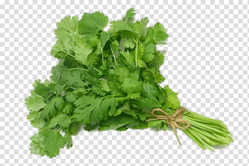 bunch of parsley, Coriander transparent background PNG clipart