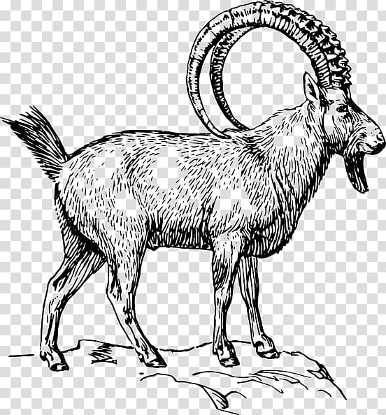 Alpine ibex Goat Drawing Coloring book , goat transparent background PNG clipart