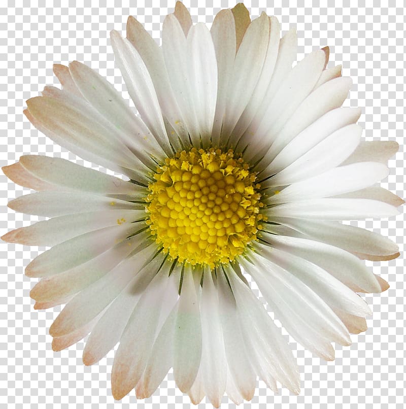 Oxeye daisy Chrysanthemum Daisy family Argyranthemum frutescens Flower, camomile transparent background PNG clipart
