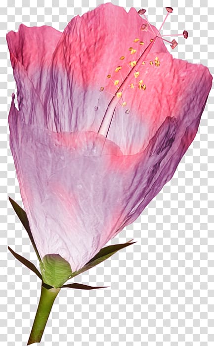 Rosemallows Petal Flower Persian buttercup , flower transparent background PNG clipart