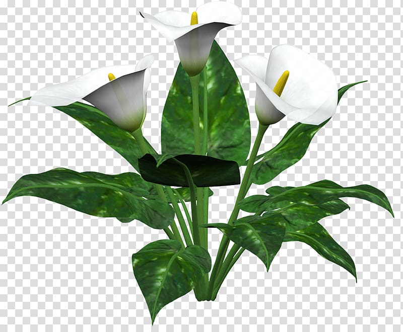 Flower Arum-lily Callalily Lilium, lily transparent background PNG clipart