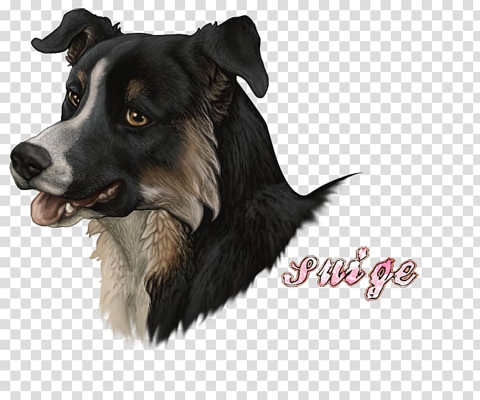 Border Collie Dog breed Rough Collie Art museum Companion dog, american bully border collie mix transparent background PNG clipart