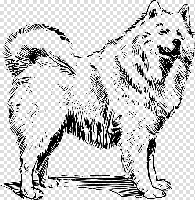 Samoyed dog Akita Newfoundland dog Alaskan Malamute Schipperke, chow chow dog transparent background PNG clipart