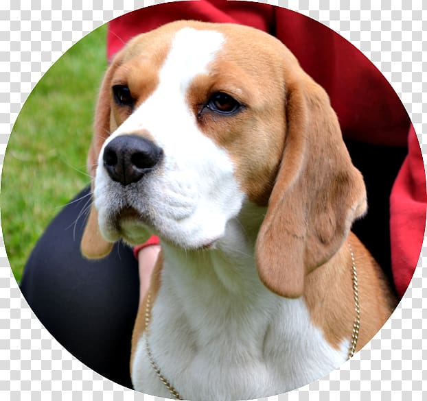 Beagle-Harrier English Foxhound American Foxhound Beagle-Harrier, puppy transparent background PNG clipart