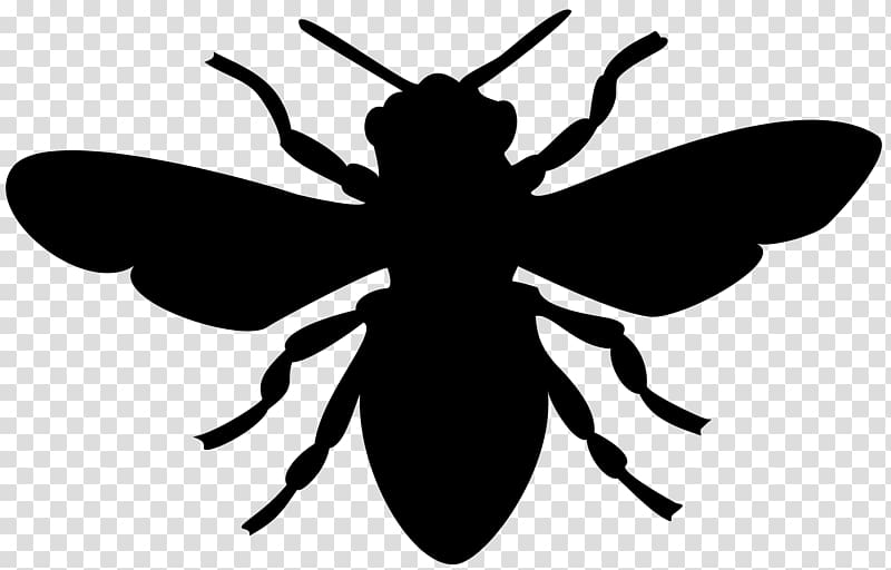 European dark bee Bumblebee , bees transparent background PNG clipart