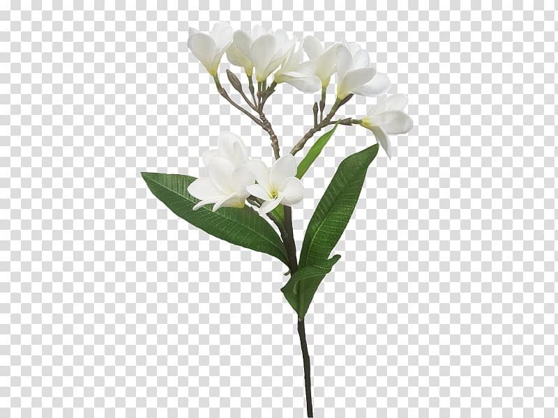 Cut flowers Branch Plant stem Twig, plumeria transparent background PNG clipart