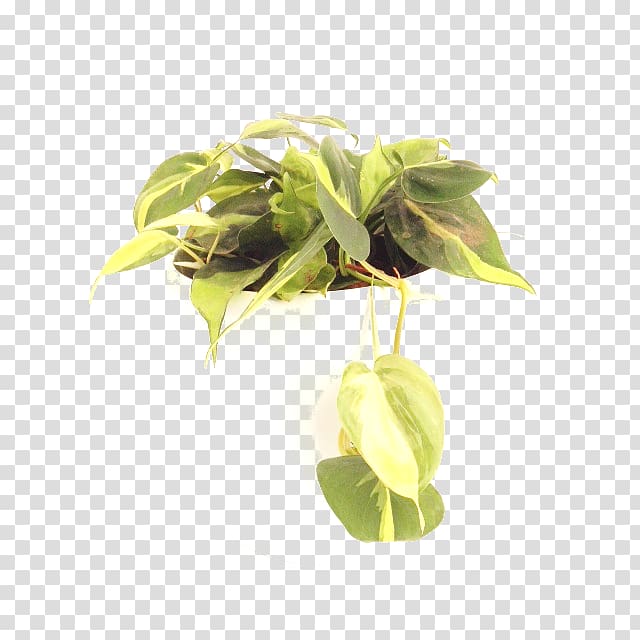 Philodendron hederaceum Hidrokültür Leaf Variegation, Leaf transparent background PNG clipart