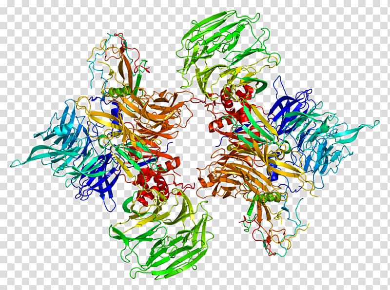 DDB1 DNA damage-binding protein Gene DDB2, others transparent background PNG clipart