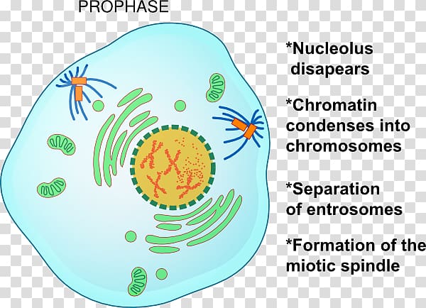 Prophase Mitosis Metaphase Telophase Cell division, others transparent background PNG clipart