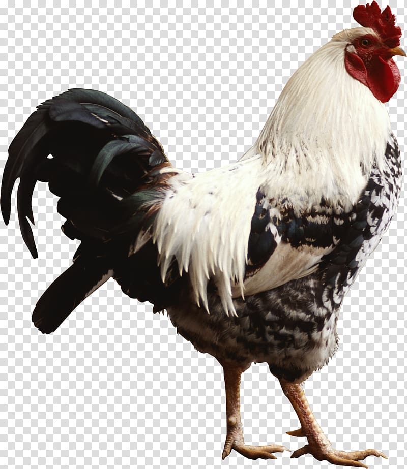 Chicken Rooster Desktop Hen High-definition television, bun transparent background PNG clipart
