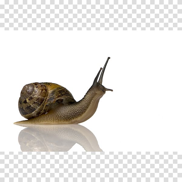 Snail slime Slug Gastropods Garden snail, Snail transparent background PNG clipart