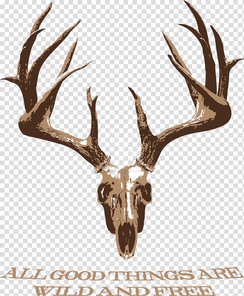 White-tailed deer Elk Antler Skull, deer transparent background PNG clipart