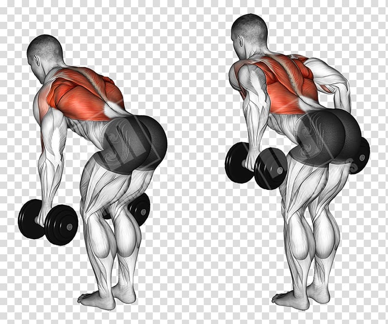 Bent-over row Dumbbell Fly Exercise, dumbbell transparent background PNG clipart