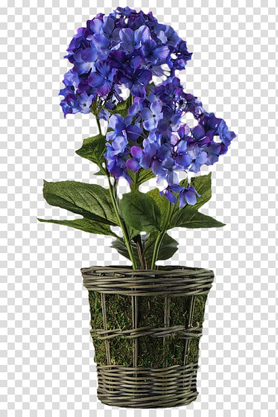Hydrangea Bellflower Flowerpot Cut flowers, flower transparent background PNG clipart