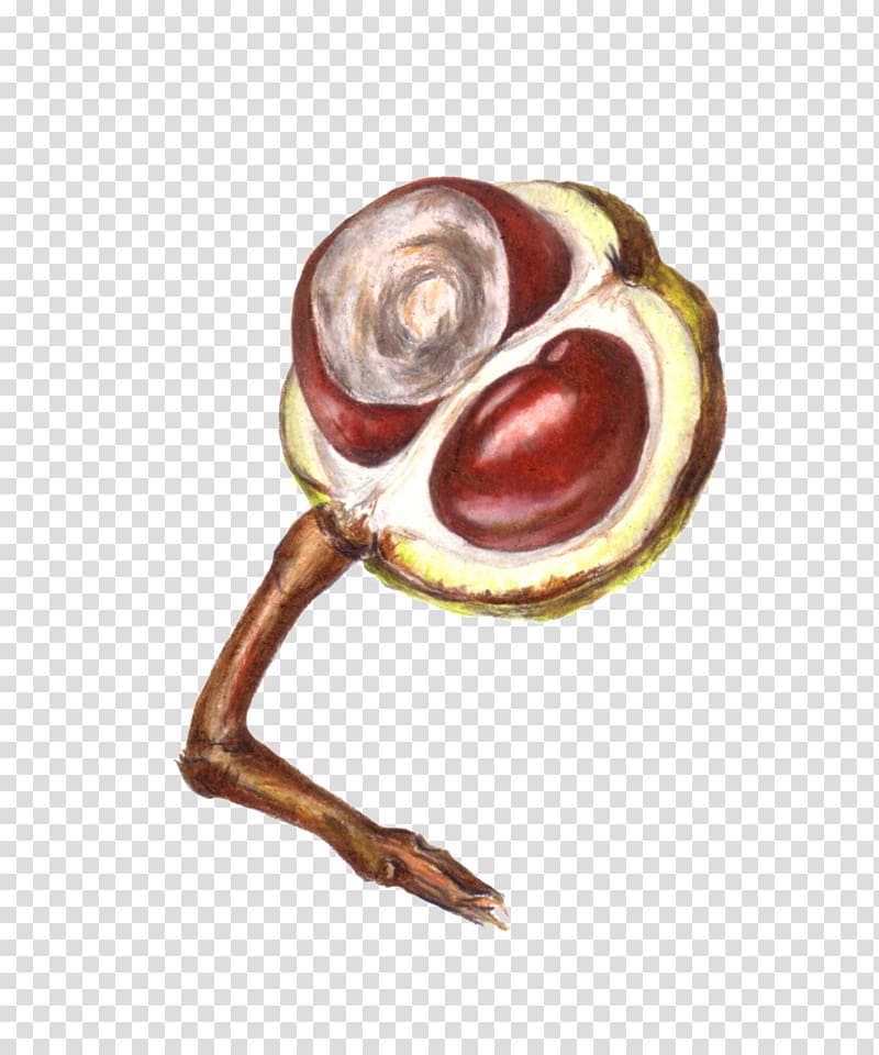 European horse-chestnut Drawing Painting Conkers, painting transparent background PNG clipart