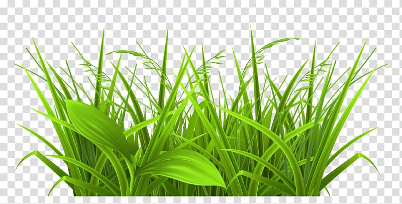 , Decorative Grass , green leaf plants transparent background PNG clipart