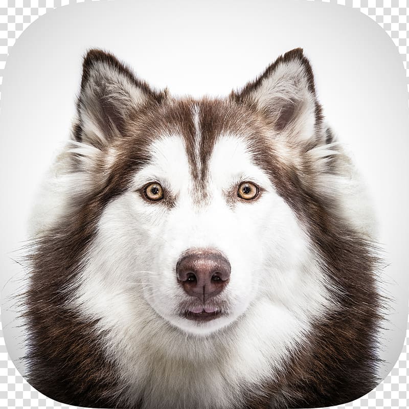 Siberian Husky Alaskan husky Puppy Alaskan Malamute Pomeranian, husky transparent background PNG clipart