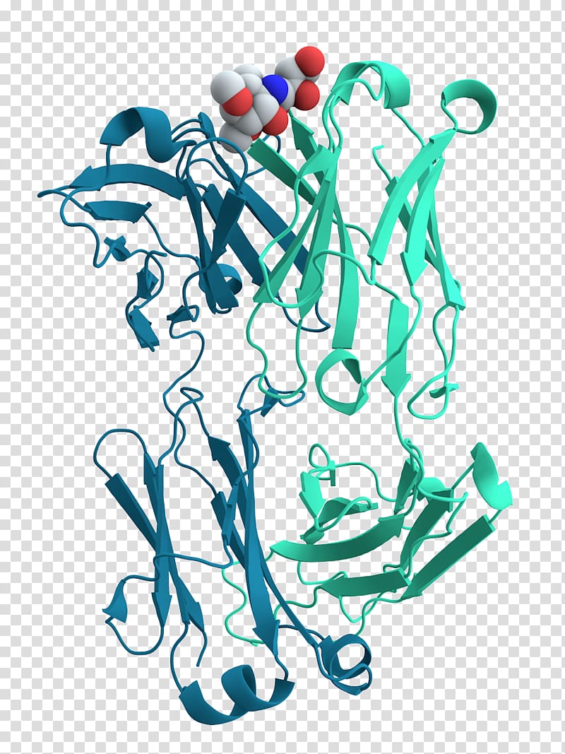 Protein Cell Antibody Biology Antigen, chain transparent background PNG clipart