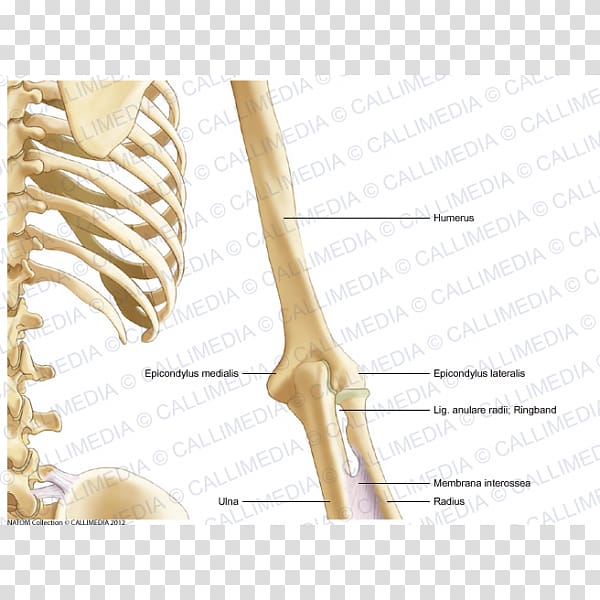 Bone Human anatomy Arm Coronal plane, arm transparent background PNG clipart