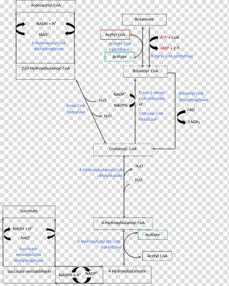 Acetoacetyl-CoA Butyric acid Metabolism Coenzyme A, others transparent background PNG clipart