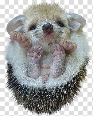 cute hedgehog transparent background PNG clipart