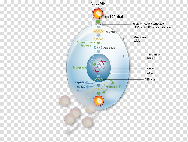 Horse Cell Management of HIV/AIDS Immune system Lymphocyte, horse transparent background PNG clipart