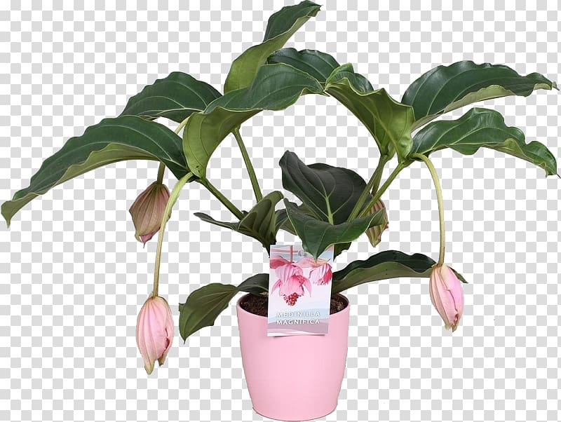 Flowerpot Houseplant Medinilla magnifica Bloeiende kamerplanten Plants, plants transparent background PNG clipart