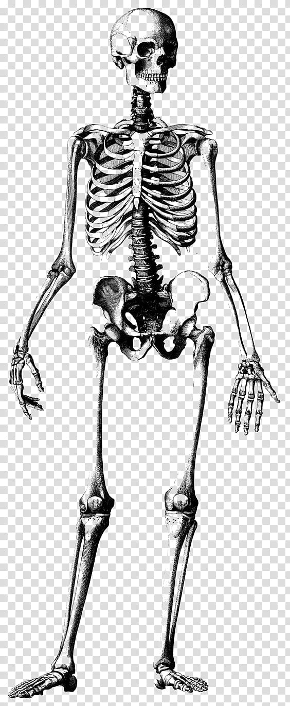 white skeleton decor, Human skeleton Skull Drawing Anatomy Illustration, Skeleton frame transparent background PNG clipart