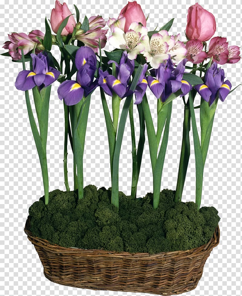 Flower Irises , iris transparent background PNG clipart