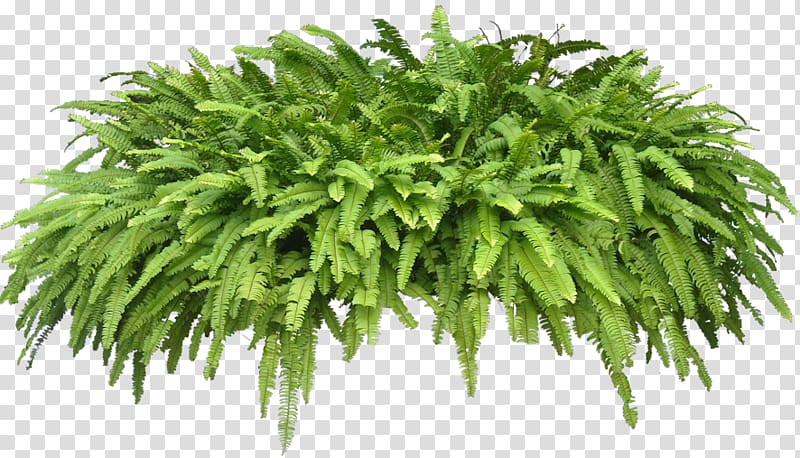 green leafed plant, Houseplant Wodyetia Shrub, Tropical Plant transparent background PNG clipart