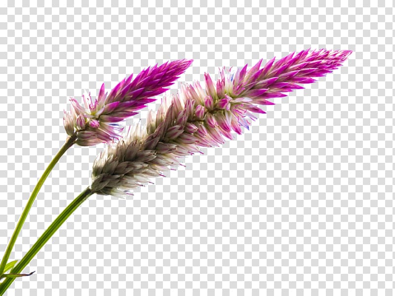 Wildflower Blossom , flower transparent background PNG clipart